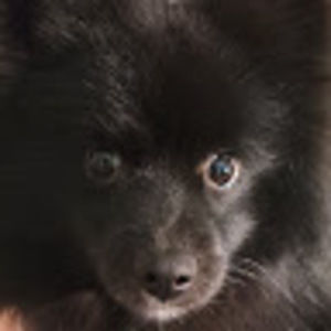 Meet your Posher, Silver
